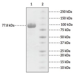 SDS-PAGE MMP9-005H.jpg